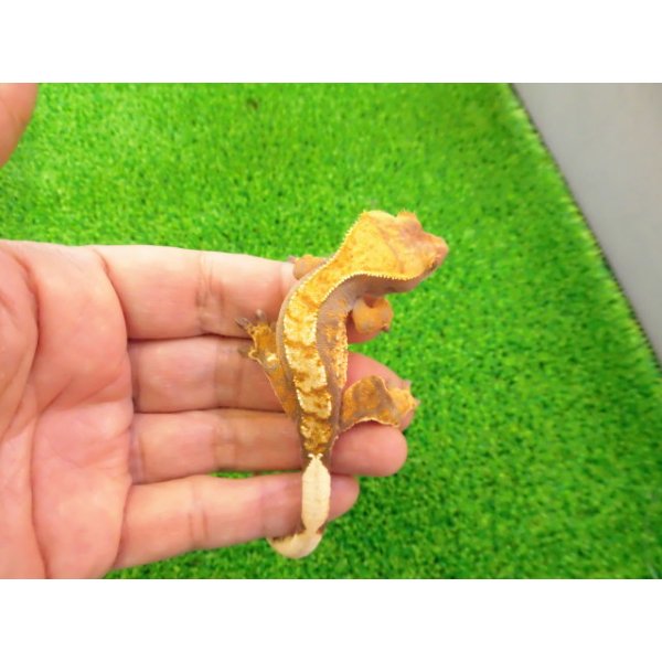 画像4: 美！　クレステッドゲッコー（ハーレクイン）　約１４cm♀ １ (4)
