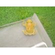 画像3: 美！　クランウェルツノガエル（アルビノ）　約３.５cm　１ (3)
