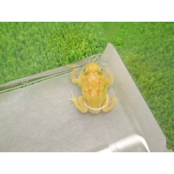 画像3: 美！　クランウェルツノガエル（アルビノ）　約３.５cm　１ (3)
