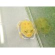 画像1: 美！　クランウェルツノガエル（アルビノ）　約３.５cm　１ (1)