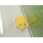 画像: 美！　クランウェルツノガエル（アルビノ）　約３.５cm　１