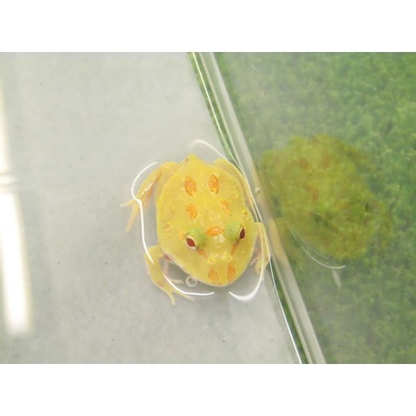 画像1: 美！　クランウェルツノガエル（アルビノ）　約３.５cm　１ (1)