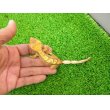画像5: 美！　クレステッドゲッコー（ハーレクイン）　約１４cm♀ １ (5)