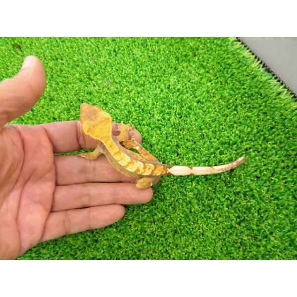 画像5: 美！　クレステッドゲッコー（ハーレクイン）　約１４cm♀ １ (5)