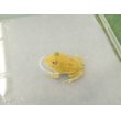画像2: 美！　クランウェルツノガエル（アルビノ）　約３.５cm　１ (2)
