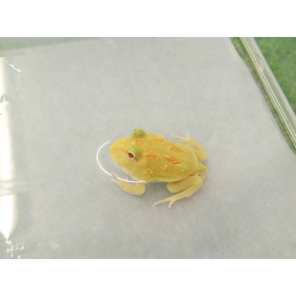画像2: 美！　クランウェルツノガエル（アルビノ）　約３.５cm　１ (2)