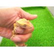 画像2: 美！　クレステッドゲッコー（ハーレクイン）　約１４cm♀ １ (2)