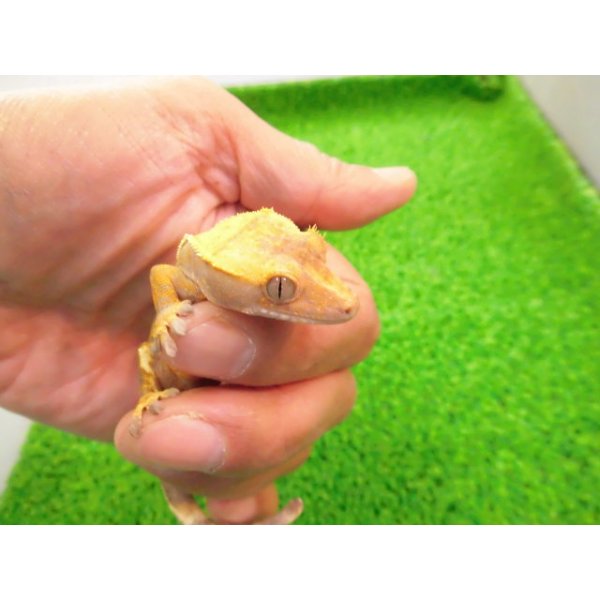 画像2: 美！　クレステッドゲッコー（ハーレクイン）　約１４cm♀ １ (2)