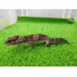 画像5: 美！　ニシアフリカトカゲモドキ（オレオ）　約１３cm♀　１ (5)