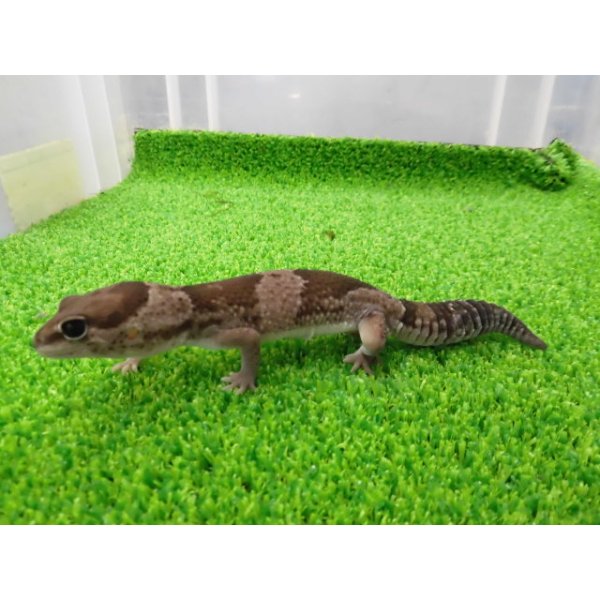 画像5: 美！　ニシアフリカトカゲモドキ（オレオ）　約１３cm♀　１ (5)