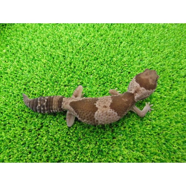 画像4: 美！　ニシアフリカトカゲモドキ（オレオ）　約１３cm♀　１ (4)