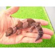画像1: 美！　ニシアフリカトカゲモドキ（オレオ）　約１３cm♀　１ (1)
