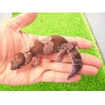 画像: 美！　ニシアフリカトカゲモドキ（オレオ）　約１３cm♀　１