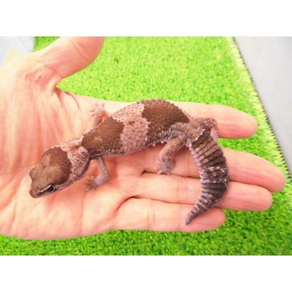 画像1: 美！　ニシアフリカトカゲモドキ（オレオ）　約１３cm♀　１ (1)