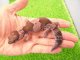 画像: 美！　ニシアフリカトカゲモドキ（オレオ）　約１３cm♀　１