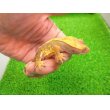 画像3: 美！　クレステッドゲッコー（ハーレクイン）　約１４cm♀ １ (3)