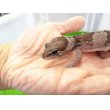 画像2: 美！　ニシアフリカトカゲモドキ（オレオ）　約１３cm♀　１ (2)