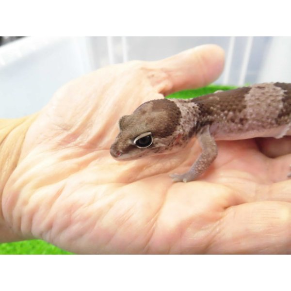 画像2: 美！　ニシアフリカトカゲモドキ（オレオ）　約１３cm♀　１ (2)