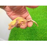 画像: 美！　クレステッドゲッコー（ハーレクイン）　約１４cm♀ １