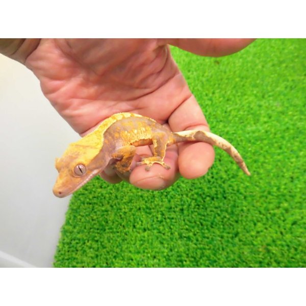 画像1: 美！　クレステッドゲッコー（ハーレクイン）　約１４cm♀ １ (1)