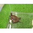画像5: 美！　ニホンイシガメ（セレクト個体）　約４.５cm　２ (5)