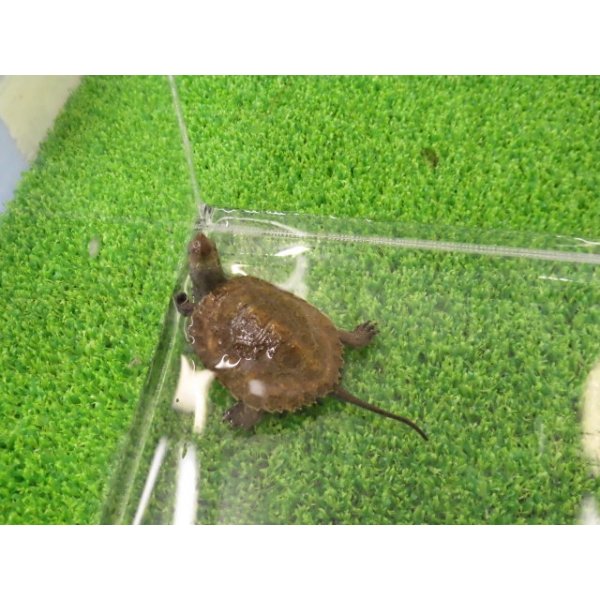 画像5: 美！　ニホンイシガメ（セレクト個体）　約４.５cm　２ (5)
