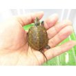画像1: 美！　ニホンイシガメ（セレクト個体）　約４.５cm　２ (1)