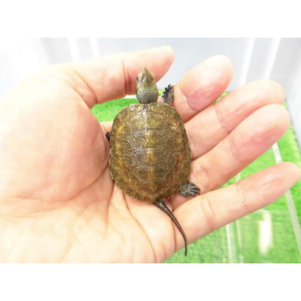 画像1: 美！　ニホンイシガメ（セレクト個体）　約４.５cm　２ (1)