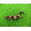 画像4: 美！　ニシアフリカトカゲモドキ（ワイルド完尾）　約１２cm♀　１ (4)
