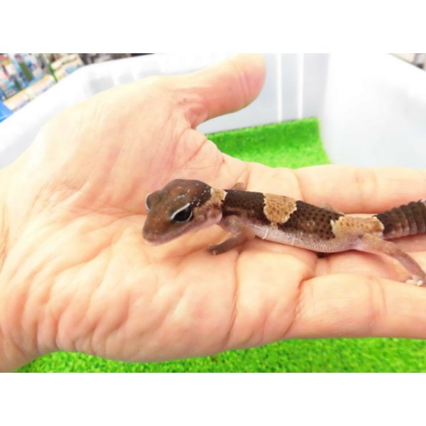 画像2: 美！　ニシアフリカトカゲモドキ（ワイルド完尾）　約１２cm♀　１ (2)