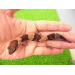画像: 美！　ニシアフリカトカゲモドキ（ワイルド完尾）　約１２cm♀　１