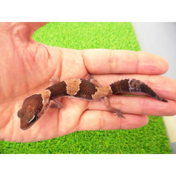 画像1: 美！　ニシアフリカトカゲモドキ（ワイルド完尾）　約１２cm♀　１ (1)