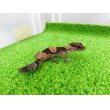 画像5: 美！　ニシアフリカトカゲモドキ（ワイルド完尾）　約１２cm♀　１ (5)
