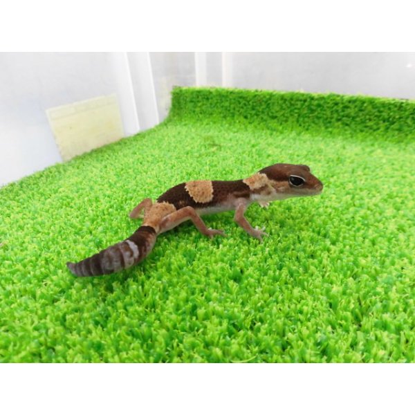 画像5: 美！　ニシアフリカトカゲモドキ（ワイルド完尾）　約１２cm♀　１ (5)