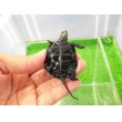 画像4: 美！　ニホンイシガメ（セレクト個体）　約４.５cm　２ (4)