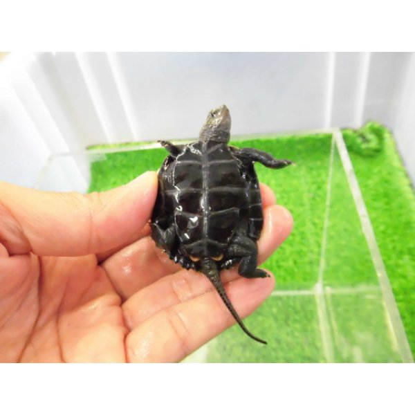 画像4: 美！　ニホンイシガメ（セレクト個体）　約４.５cm　２ (4)