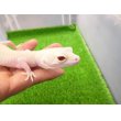 画像5: 美！　ホワイト＆イエローラプター（ヒョウモントカゲモドキ）　約１９cm♀　Ｓ１ (5)