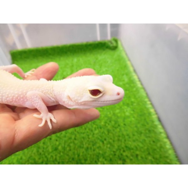 画像5: 美！　ホワイト＆イエローラプター（ヒョウモントカゲモドキ）　約１９cm♀　Ｓ１ (5)