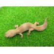 画像4: 美！　タンジェリントルネード（ヒョウモントカゲモドキ）　約２０cm♀　S１ (4)
