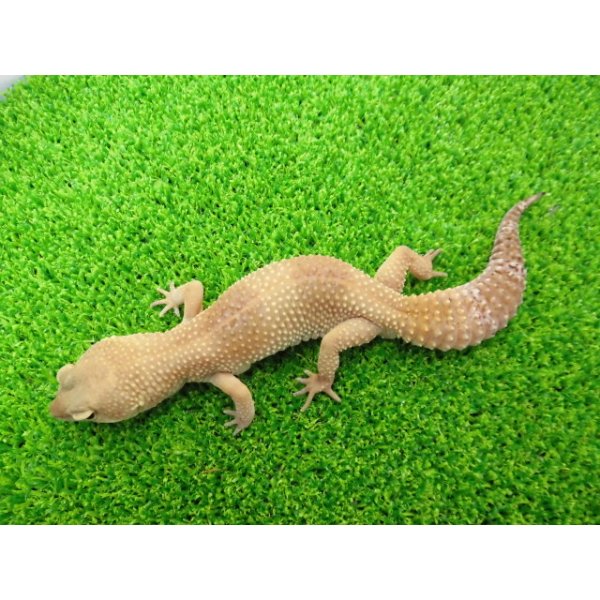 画像4: 美！　タンジェリントルネード（ヒョウモントカゲモドキ）　約２０cm♀　S１ (4)