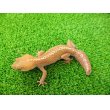 画像5: 美！　ソメワケササクレヤモリ（アザンティック）ＣＢ　約１５cm♂　１ (5)