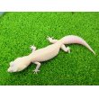 画像2: 美！　ホワイト＆イエローラプター（ヒョウモントカゲモドキ）　約１９cm♀　Ｓ１ (2)