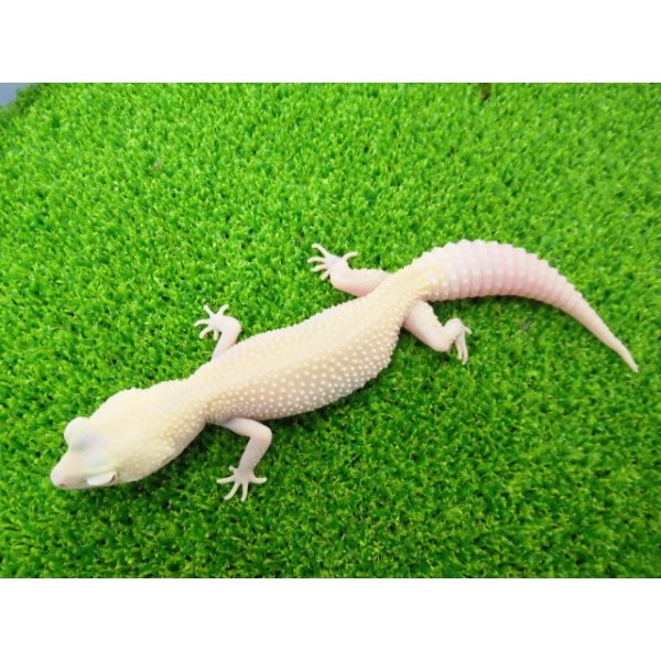 画像2: 美！　ホワイト＆イエローラプター（ヒョウモントカゲモドキ）　約１９cm♀　Ｓ１ (2)
