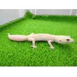 画像3: 美！　ホワイト＆イエローラプター（ヒョウモントカゲモドキ）　約１９cm♀　Ｓ１ (3)
