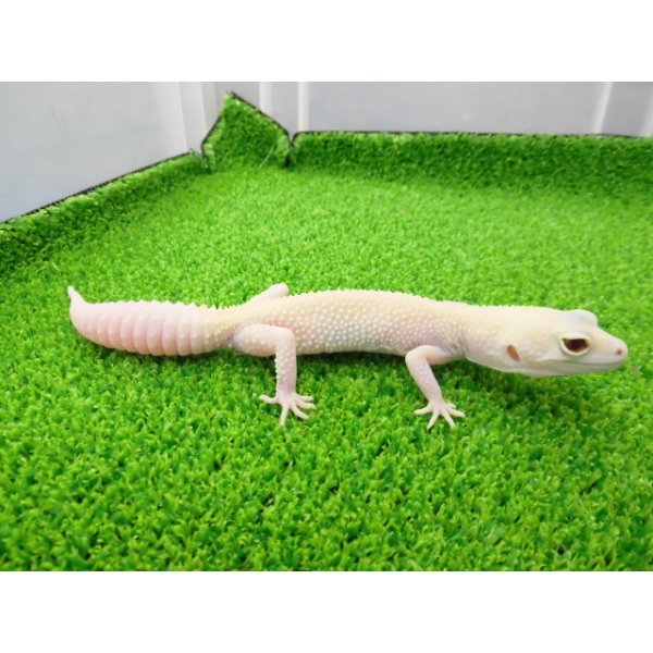 画像3: 美！　ホワイト＆イエローラプター（ヒョウモントカゲモドキ）　約１９cm♀　Ｓ１ (3)