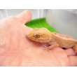 画像3: 美！　ソメワケササクレヤモリ（アザンティック）ＣＢ　約１５cm♂　１ (3)