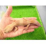 画像: 美！　タンジェリントルネード（ヒョウモントカゲモドキ）　約２０cm♀　S１