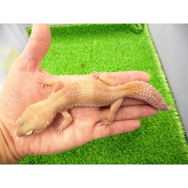 画像1: 美！　タンジェリントルネード（ヒョウモントカゲモドキ）　約２０cm♀　S１ (1)