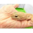 画像3: 美！　タンジェリントルネード（ヒョウモントカゲモドキ）　約２０cm♀　S１ (3)