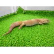 画像5: 美！　タンジェリントルネード（ヒョウモントカゲモドキ）　約２０cm♀　S１ (5)